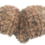 Collector Gauri Shankar Ganesh Rudraksha - 12 Mukhi