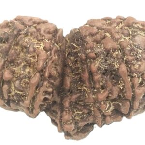 Collector Gauri Shankar Ganesh Rudraksha - 12 Mukhi