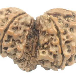 Collector Gauri Shankar Ganesh Rudraksha - 11 Mukhi