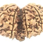 Collector Gauri Shankar Ganesh Rudraksha - 11 Mukhi