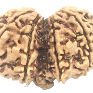 Collector Gauri Shankar Ganesh Rudraksha - 11 Mukhi
