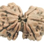 Collector Gauri Shankar Rudraksha - 8 Mukhi