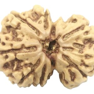 Gauri Shankar Rudraksha - 7 Mukhi