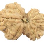Rare Gauri Shankar Rudraksha - 6 Mukhi