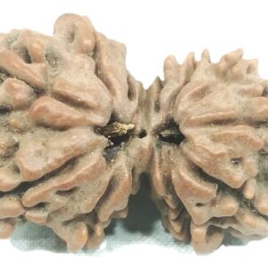 Collector Gauri Shankar Rudraksha - 13 Mukhi