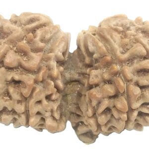 Collector 15 Mukhi Gauri shankar Rudraksha - Nepal