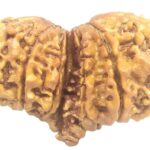 Super Collector 14 Mukhi Size Gauri Shankar Ganesha Rudraksha