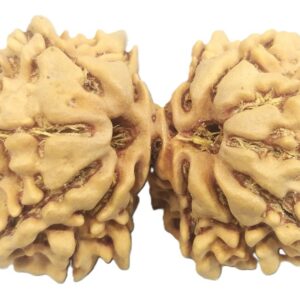 Super Collector Size 14 Mukhi Gauri Shankar Rudraksha