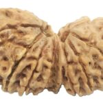 Super Collector 14 Mukhi Size Gauri Shankar Ganesha Rudraksha