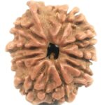 Rare 9 Mukhi Ganesha Rudraksha - Nepal