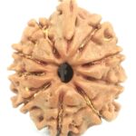 Rare 9 Mukhi Ganesha Rudraksha - Nepal