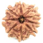 9 Mukhi Rudraksha - Nepal