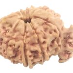 Rare 9 Mukhi Ganesha Rudraksha - Nepal
