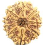 9 Mukhi Rudraksha - Nepal