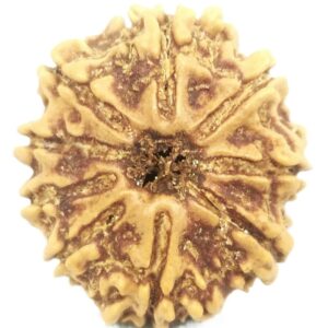 9 Mukhi Rudraksha - Nepal