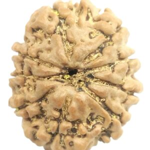 9 Mukhi Rudraksha - Nepal