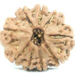 9 Mukhi Rudraksha - Nepal