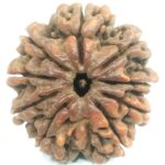 Super Collector 9 Mukhi Rudraksha - Nepal