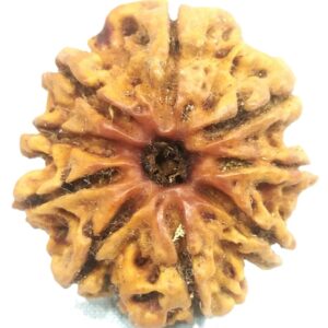 Super Collector 9 Mukhi Rudraksha - Nepal