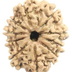 10 Mukhi Rudraksha - Nepal