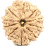 10 Mukhi Rudraksha - Nepal