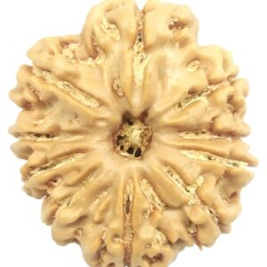 10 Mukhi Rudraksha - Nepal
