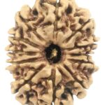 12 Mukhi Rudraksha - Nepal