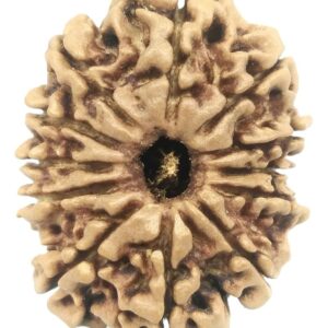 12 Mukhi Rudraksha - Nepal