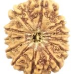 12 Mukhi Rudraksha - Nepal