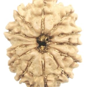 12 Mukhi Rudraksha - Nepal