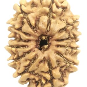 12 Mukhi Rudraksha - Nepal