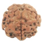Nepali 1 Mukhi Round Rudraksha