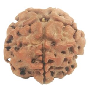 Nepali 1 Mukhi Round Rudraksha