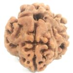 Nepali 1 Mukhi Round Rudraksha