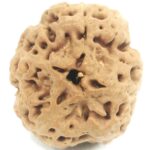 Collector Size Nirakar Rudraksha