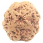 Collector Size Nirakar Rudraksha