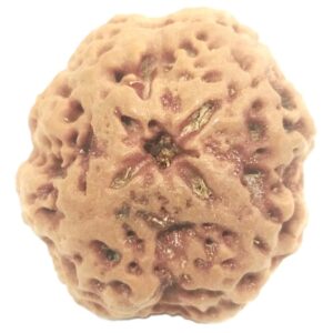 Collector Size Nirakar Rudraksha