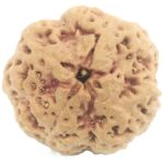 Collector Size Nirakar Rudraksha