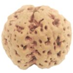 Collector Size Nirakar Rudraksha