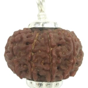 Collector 10 Mukhi Rudraksha - Nepal
