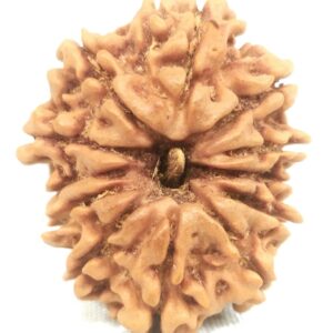 12 Mukhi Rudraksha - 25.52 mm - Nepal