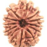 12 Mukhi Rudraksha - 24.47 mm - Nepal