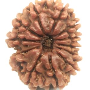 12 Mukhi Rudraksha - 25.72 mm - Nepal