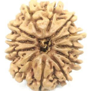 12 Mukhi Rudraksha - 25.35 mm - Nepal