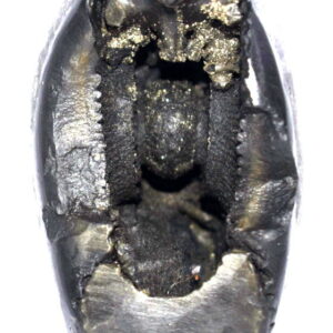 Sacred Adwaitya Golden Kamal Laxmi Narasimha Kalpavriksha Shaligram