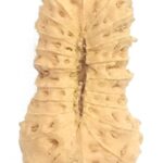 21 Mukhi Rudraksha - Java