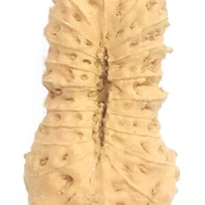21 Mukhi Rudraksha - Java