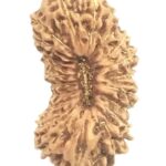 21 Mukhi Rudraksha - Java