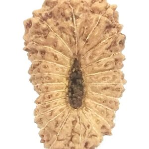 21 Mukhi Rudraksha - Java