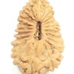 21 Mukhi Rudraksha - Java